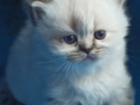 British blue point british longhair bebek