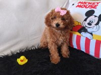 Poodle Peluş Bir Kız