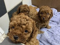 VETERİNER HEKİMDEN RED BROWN TEA CUP TOY POODLE YAVRULAR