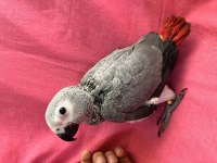 YOK BÖYLE ŞİRİNİ bebek jako papağanı yavru
