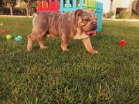 TOMBİK İNGİLİZ BULLDOG YAVRUMUZ