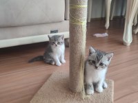 48 günlük bebekler british shorthair