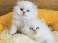 Show Kalite Boncuk Brıtısh Longhair Bebekleirm