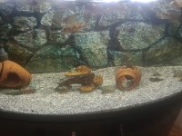 TETRA 1200 DİŞ FİLTRE VE 1 METRE BOMBELİ AKVARYUM