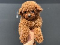 Petmode Köpek Çiftliğinde Ziyarete Açık Toy Poodle