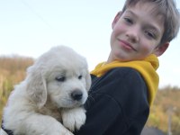Golden Retriever Adrese Teslim Hizmetimiz Vardır