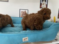 Petmode köpek çiftliğinde ziyarete açık toy poodle
