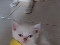 Mavi gözlü scottish fold yavrularımız