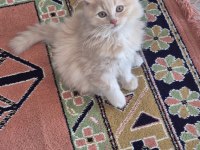 Scottish fold 4 aylık kedimiz