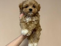 IRK GARANTİLİ MALTİPOO YAVRULARI