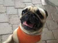Yetişkin dişi pug 5.5 yaşında