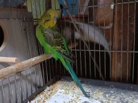 Yeşil Renk Muhabbet Kuşu Erkek