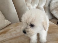 Mattlese terrier 50 günlük