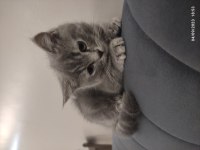 2.5 AYLIK SCOTTİSH STRAIGHT KEDİ SAHİPLENDİRİLECEK