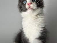 MAVİ GÖZLÜ MİNİK DEV PRENS KEDİMİZ HİRO