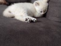 Kaçırmayın çok tatlı bir erkek kedidir
