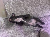 Yavru bebiş aşıları tam french bulldog
