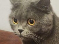 BRİTİSH SHORTHAİR KEDİMİZ SEVİMLİ YUMAK YUVA ARIYOR