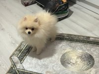 4,5 aylık pomeranian erkek