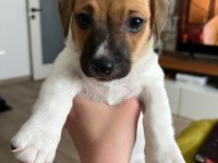 Jack Russell