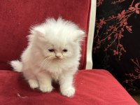 British Shorthair & Scottish Fold Yavrularımız