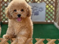 Toy Poodle Bebek Köpekler Referans Yavru