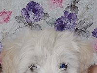 3 aylık terrier erkek sahibinden sahiplendiriyoruz