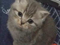 4 Nisan doğumlu dişi british shorthair