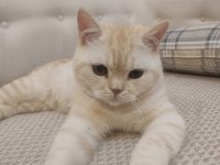 British shorthair kedim paşa yeni sahibini bekliyor