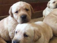 Golden Retriever bebekler