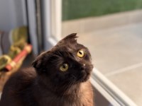 Scottish Fold Kedimiz Gofret İçin Kalıcı Yuva Arıyorum