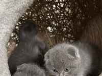 3 aylık dişi scottish fold yavru sahiplendirilecektir