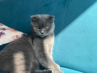 Scottish fold kedimizin adı nefes