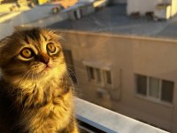 Oyuncu scottish fold yavrumuz