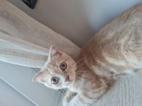 İlk aşıları yapılmış scottish fold