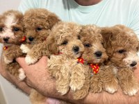 Yüksek Kalite Aşılı Maltipoo Yavrularımız