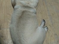 3 yaşında pug