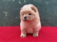 Chow chow yavrularımız yeni ailesini bekliyor