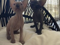 Sphynx sfenks yavru