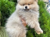 Pomeranian boo ayı surat