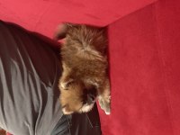Yavru dişi pomeranian boo