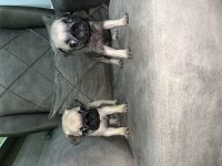 Pug köpeği