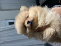 TEACUP POMERANİAN BOO 2.5 AYLIK
