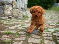 Ruhsatlı Üreticiden Toy Poodle Bebekler
