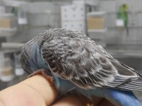 33 ile 38 günlük bebek muhabbet kuşlar