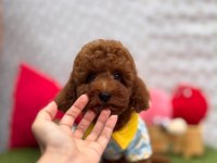 Orjinal Toy Poodle Yavrumuz 