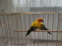 Güneş Konur (Portakal caique ile takas kabul edilir)