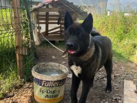 Akita 9 aylik erkek
