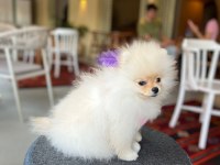Tam bir bebek pomeranian