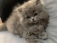 British longhair 55 günlük yavru